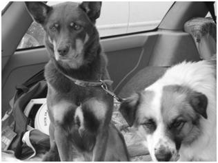 Ballarat Obedience Trial 2010